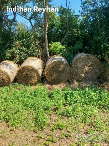 Балли от люцерна 