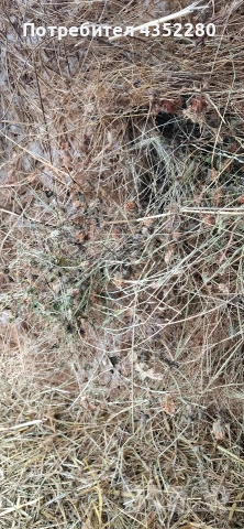 Бали ливадно сено, снимка 6 - За селскостопански - 53066246