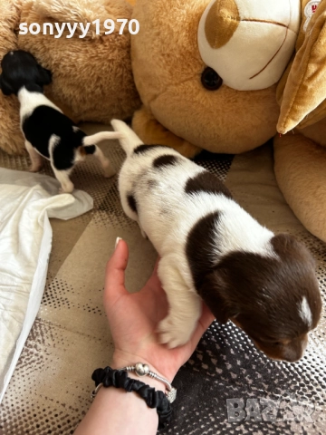 ДЖАК РЪСЕЛ БЕБЕТА-250ЛВ ЗА БРОЙ 1509251635, снимка 12 - Джак ръсел териер - 51722652