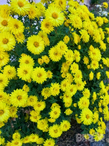 Жълти хризантеми , снимка 2 - Градински цветя и растения - 52475332