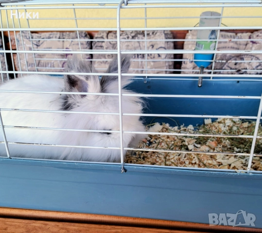 Декоративно  зайче лъвска глава + клетка 