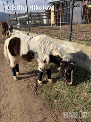 Кон, Кобила, пони, снимка 6 - Коне - 53791404