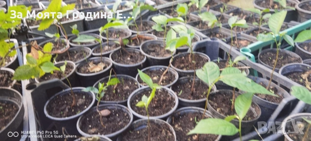 Асимина - Индиански Банан, снимка 5 - Градински цветя и растения - 53620891