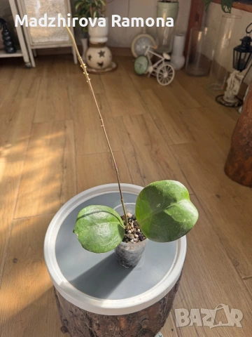 Hoya Ricardo , снимка 2 - Стайни растения - 53818952