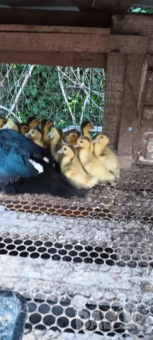 Продавам неми юрдечки малки и големи!, снимка 8 - други­ - 47464575