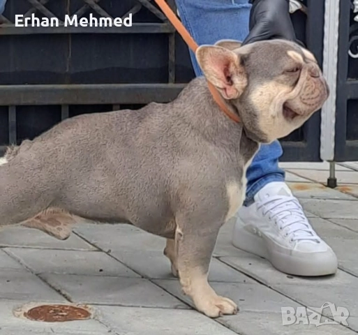 Френски булдог , снимка 4 - Търси партньор - 52724039