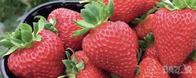 Целогодишни ягоди Албион - разсад на гол корен или в чашки, снимка 4 - Разсади - 51676649