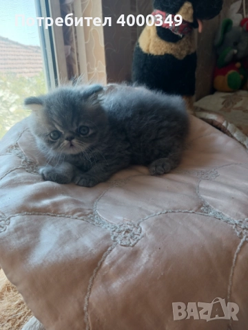 Продавам персийско коте , снимка 1