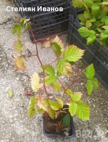 Къпина без бодли (Rubus fruticosus 'Thornfree'), снимка 3 - Градински цветя и растения - 52354317