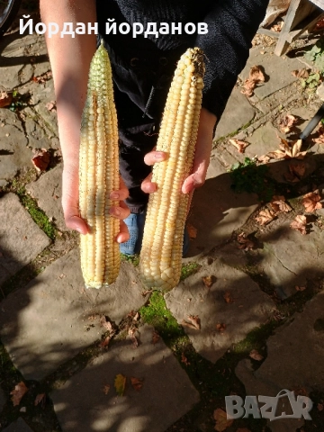 продавам бяла царевица , снимка 2 - Сортови семена и луковици - 52339346