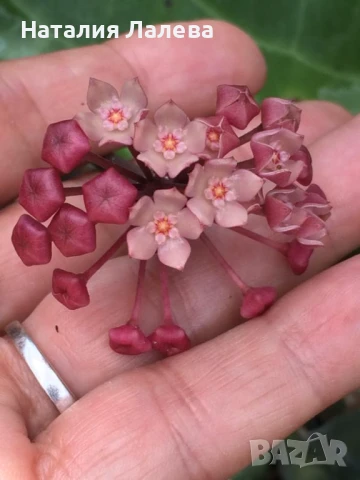 Хоя, hoya clandestina, снимка 1