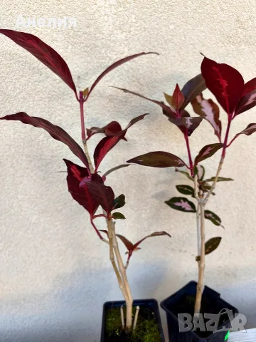 Карикатурен храст Graptophyllum pictum, снимка 3 - Стайни растения - 56123370