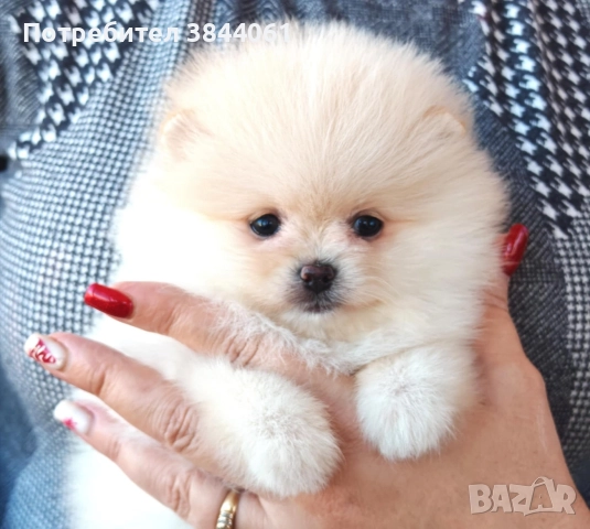 Мини померанчета , снимка 3 - Померан - 52967074