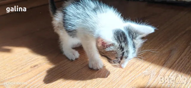 котенца малки коте, снимка 3 - За котки - 56307488