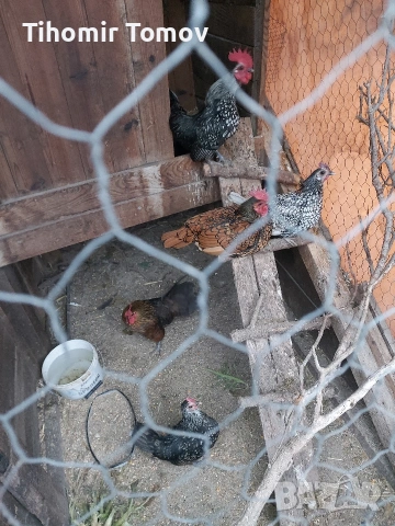 Продавам кокошки носачки петли пуйки пуяци неми патици , снимка 7 - Кокошки и пуйки - 53213115