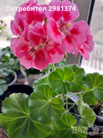 Мушкато, снимка 2 - Стайни растения - 53396846