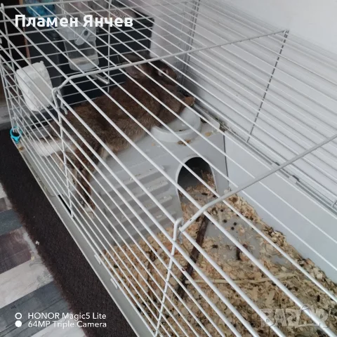 Декоративно зайче , снимка 5 - Декоративни зайчета - 55777472