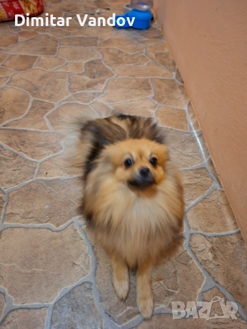 Продавам го шпиц женско 