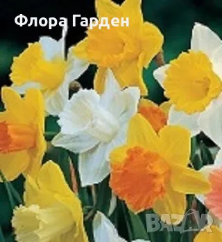Луковици НАРЦИС, снимка 15 - Градински цветя и растения - 56336423
