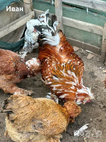 яйца от Струмски кокошки, снимка 8 - Кокошки и пуйки - 49817114