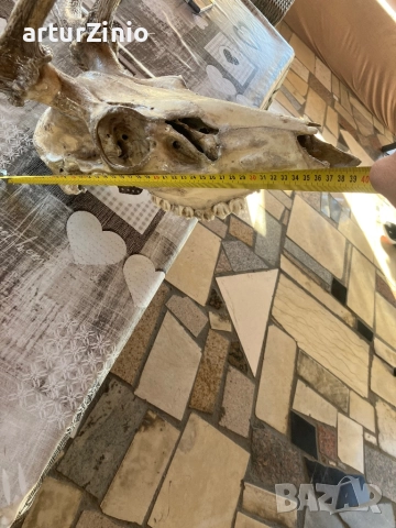 Рога и глава от елен, снимка 7 - Други животни - 51803017