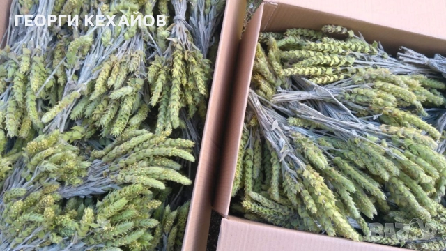 равногорски билки, подправки,сладка, снимка 7 - Домашни продукти - 52010210