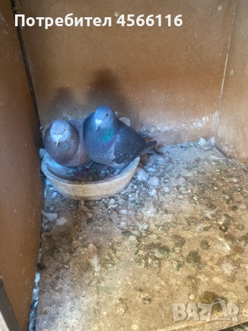 Стандартни пощенски гълъби ЦЕНА ЗА 1 ЧИФТ!, снимка 2 - Гълъби - 51382012