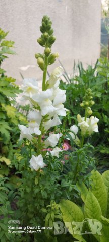 Продавам разсад и  семена кученца шарени, снимка 9 - Сортови семена и луковици - 41336166