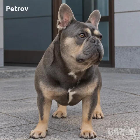 Френски булдог - разплод 