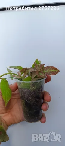 Hoya Sunrise,хоя сънрайз, снимка 4 - Стайни растения - 56018682