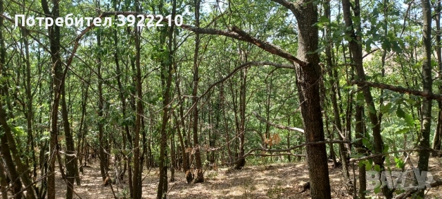 Продавам 100дка гора в село Беленци 