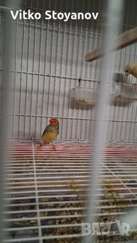 Различни видове амадини, снимка 5 - Амадини - 50326161