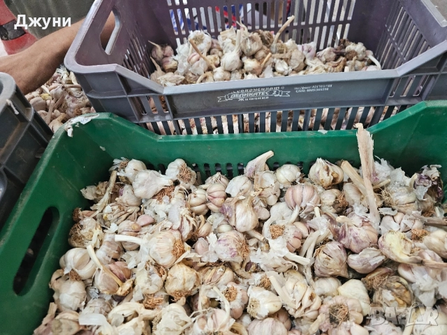 чесън за садене , снимка 4 - Сортови семена и луковици - 51830334