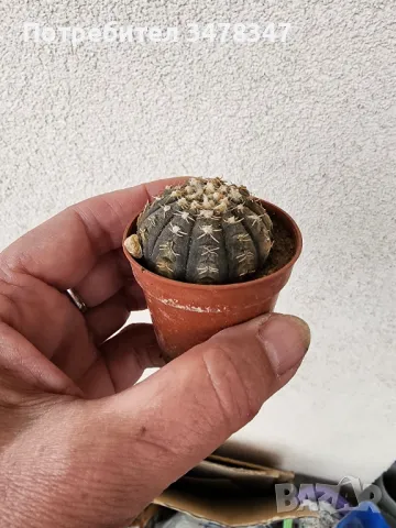 Кактуси по 10 лв, снимка 5 - Стайни растения - 50418240