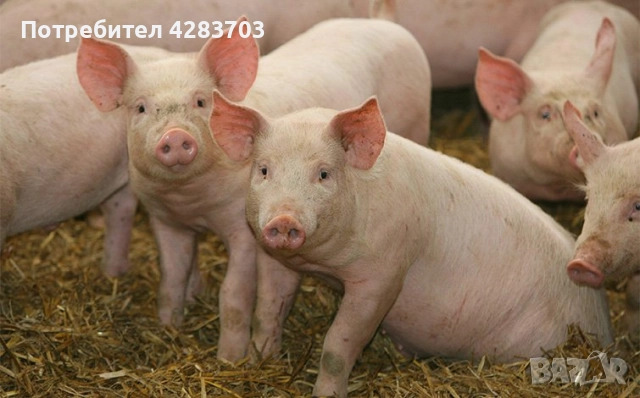 Прасета за клане – домашно стопанство, топ качество месо