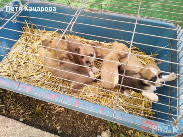✨ Чихуахуа кученце търси ново любящо семейство! ✨  , снимка 9 - Чихуахуа - 52674806