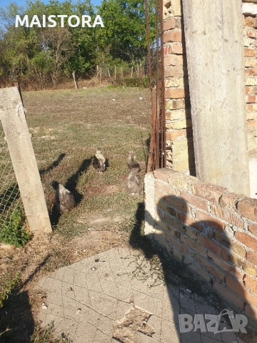   петли копринки и бантам