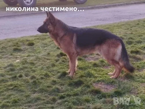 Малки немски овчарки!, снимка 14 - Немска овчарка - 56300314