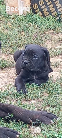 Продавам Канекорсо 5 момичета и 1 момче на 45 дни.Цена 300лв., снимка 1