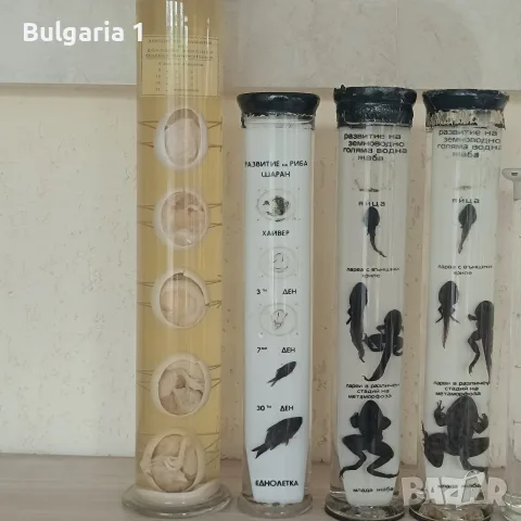 консервирани препарирани влечуги в стъкло, снимка 4 - Други ценни предмети - 55942072