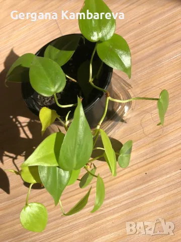 Philodendron hederaceum Lemon Lime , снимка 2 - Стайни растения - 47861949