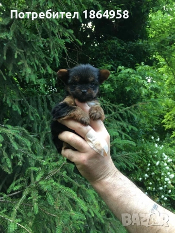 СУПЕР МИНИ ЙОРКИ Доставка, снимка 6 - Йоркширски териер - 53539980