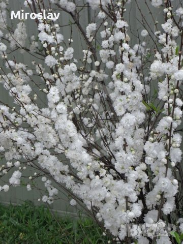 Японска Вишна-(Prunus Alba Plena), снимка 8 - Градински цветя и растения - 40121338