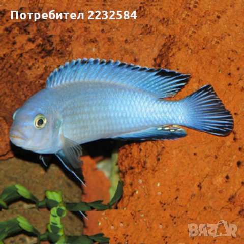 Рибки Африкански цихлиди, снимка 3 - Рибки - 34408131