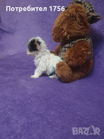 Йоркширски териер, Бивер , снимка 15 - Йоркширски териер - 42851993