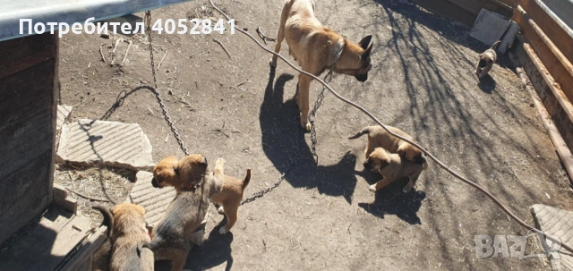 Белгийска овчарка, снимка 3 - Белгийска овчарка - 53830391