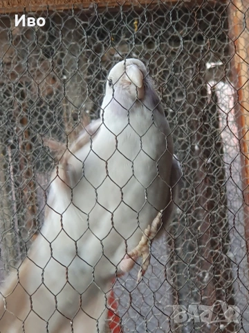 продавам ръчно хранена пенантова розела 