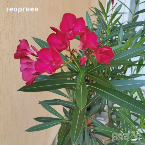 Олеандър/Зокум/Лян/Nerium Oleander, снимка 3 - Градински цветя и растения - 41400632