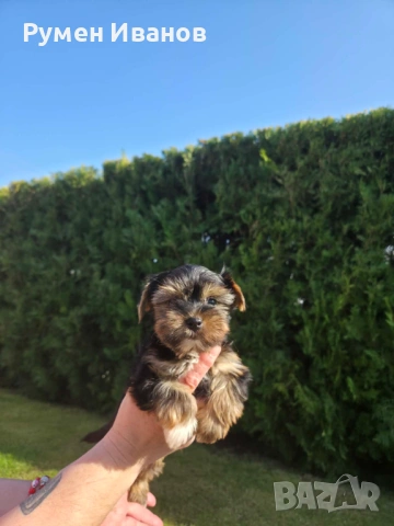 Съкровища малки, снимка 4 - Йоркширски териер - 53864715