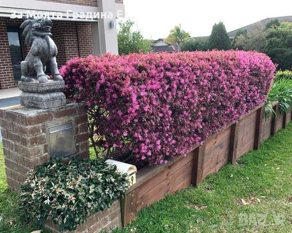 Лоропеталум , снимка 7 - Градински цветя и растения - 53636175